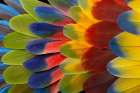 Feather design comprised of macaw feathers along with parrot feathers. Art Print